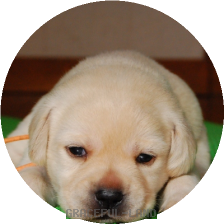 女の子(オレンジ母犬ルイザ)